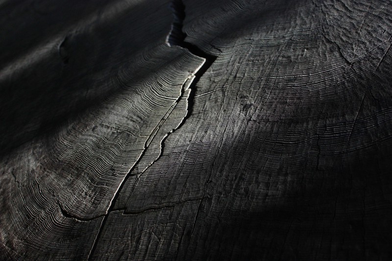 la vita millenaria della sequoia gigante
