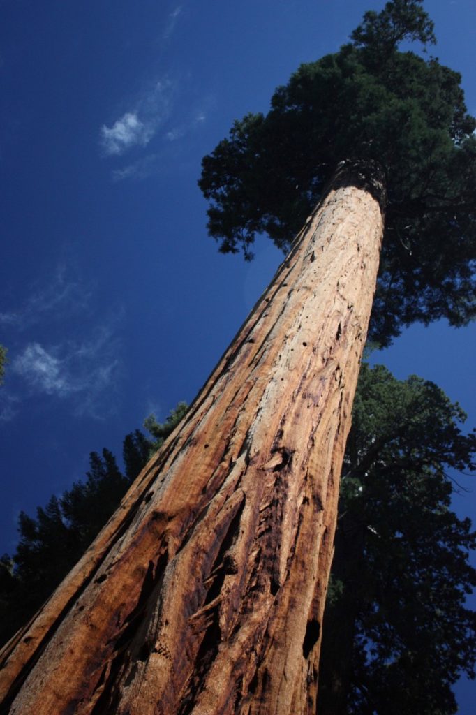 sequoia gigante ... grattacielo di legno