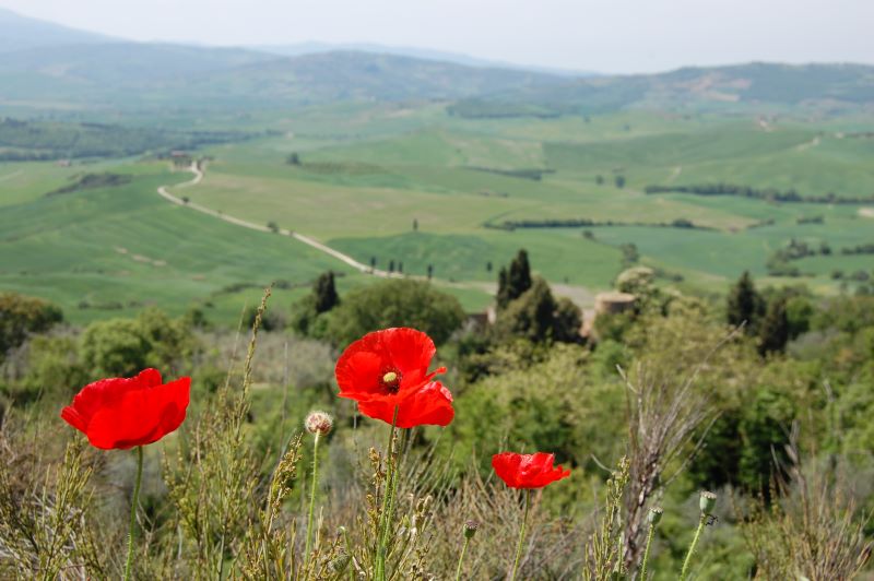 'spettatori' naturali