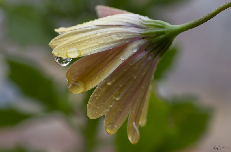 una goccia fiorita