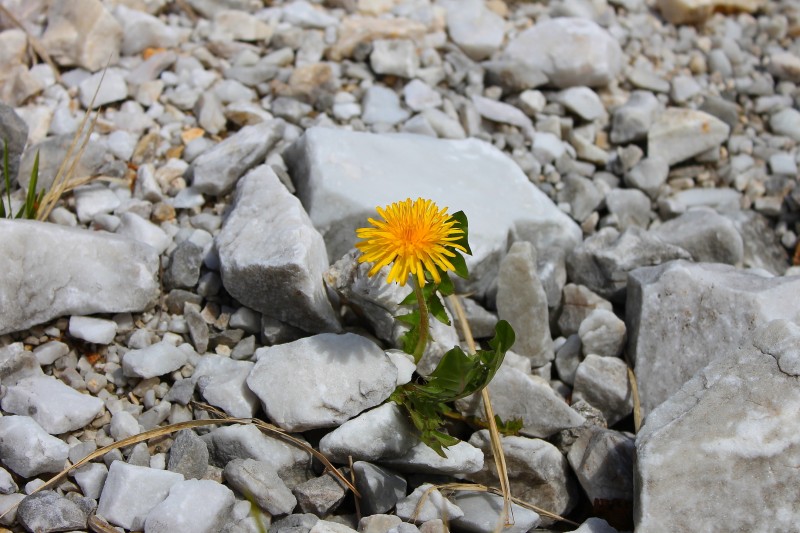 la forza della natura