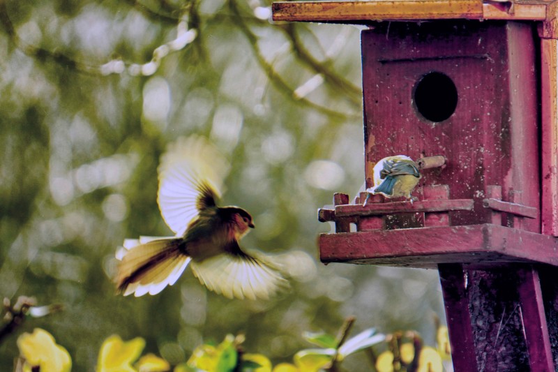 cinciallegra in volo