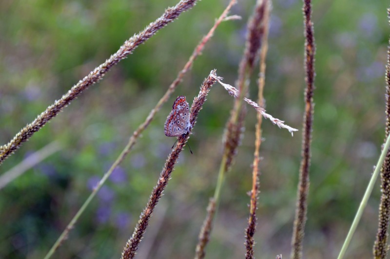 la farfalla