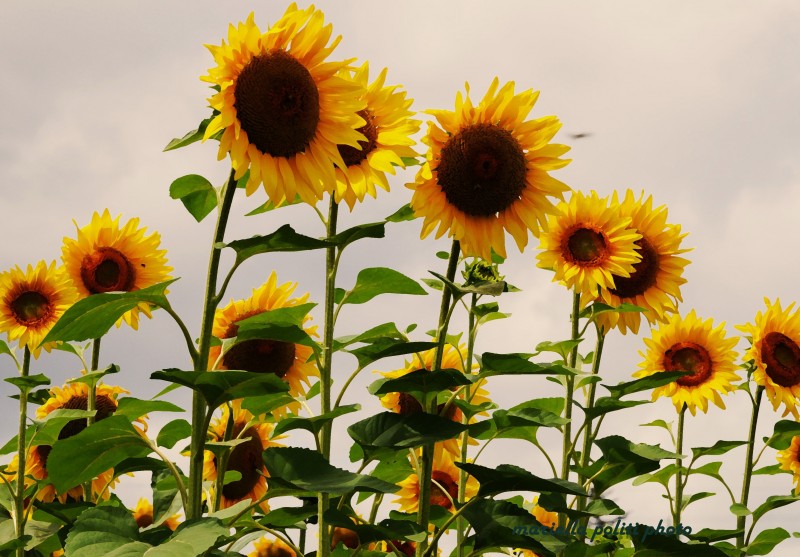 triangolo di girasoli