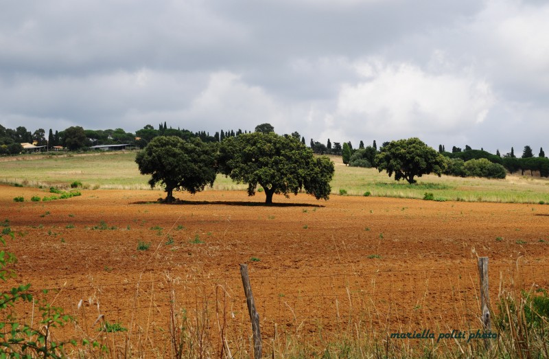 la maremma