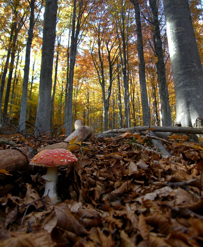 autunno in faggeta