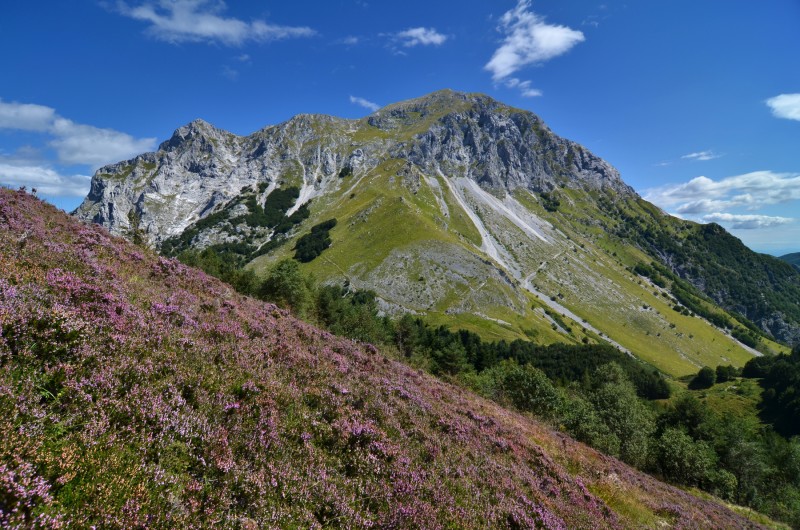 calluna con gruppo panie