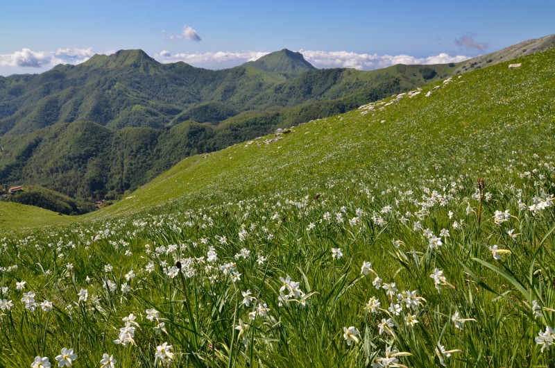 narcisi con piglione e prana