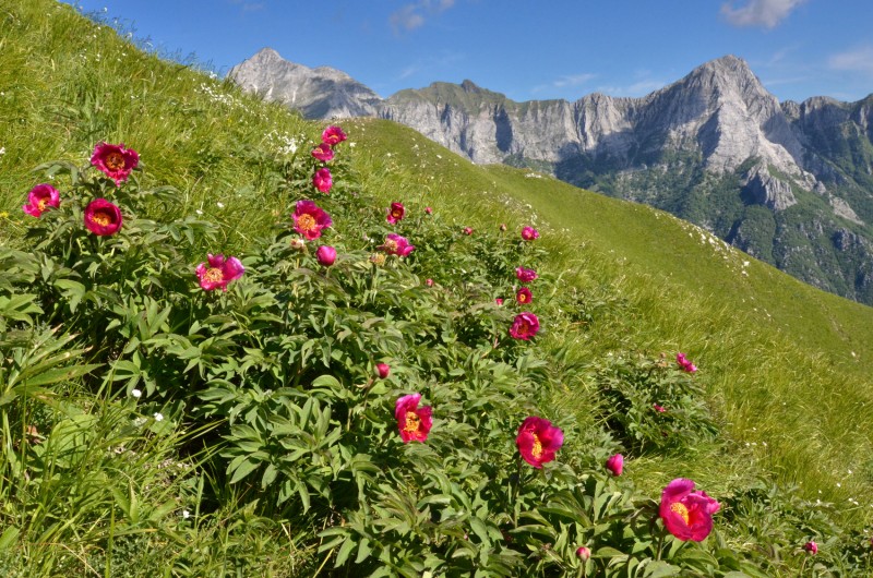 peonie e gruppo panie