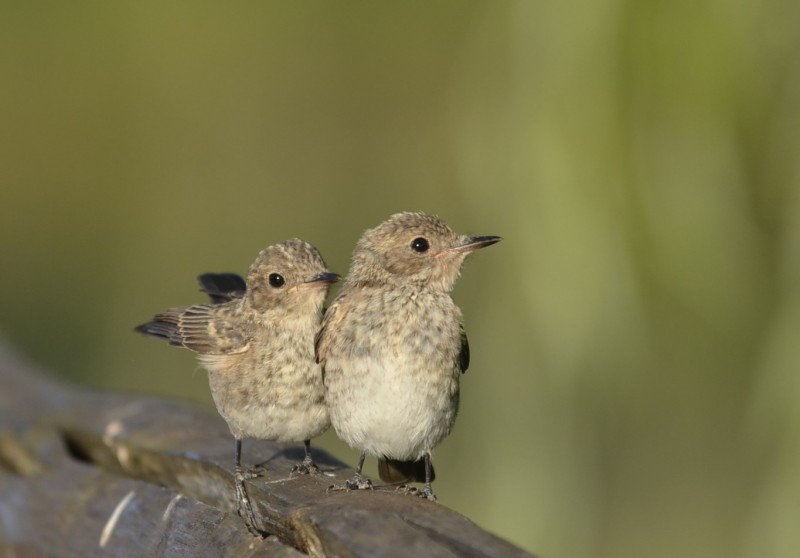 fratellini pigliamosche