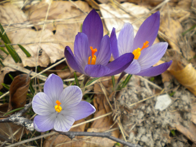 sboccia la primavera