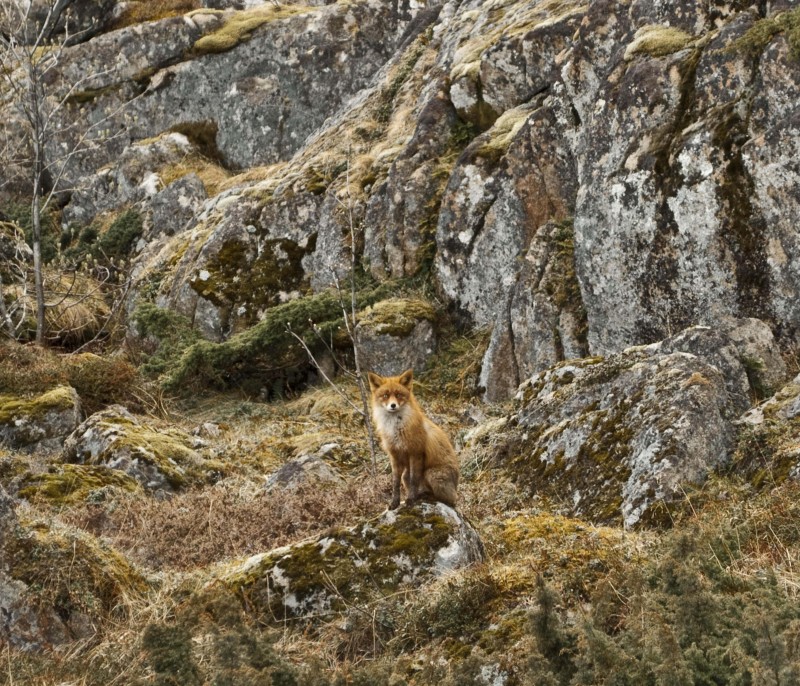 il guardiano della foresta