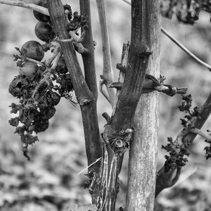 l'ultima vendemmia