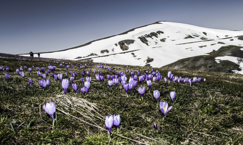 la nascita dei fiori