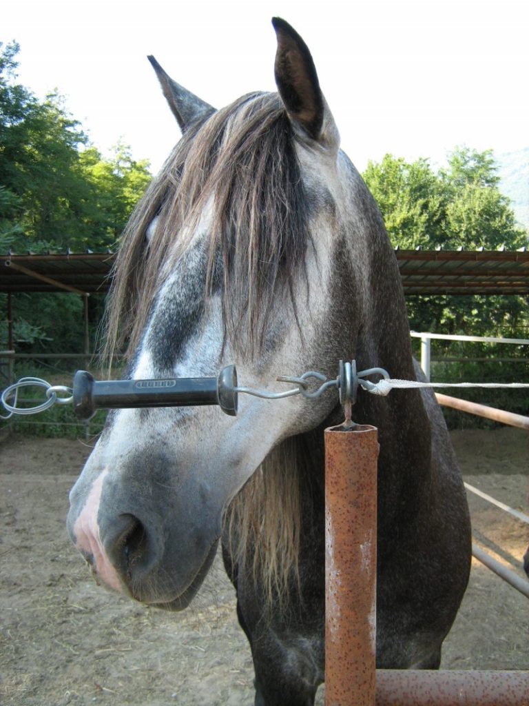 cavallo