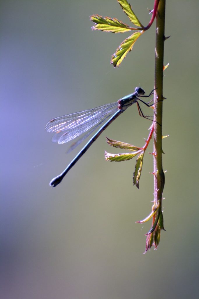 libellula