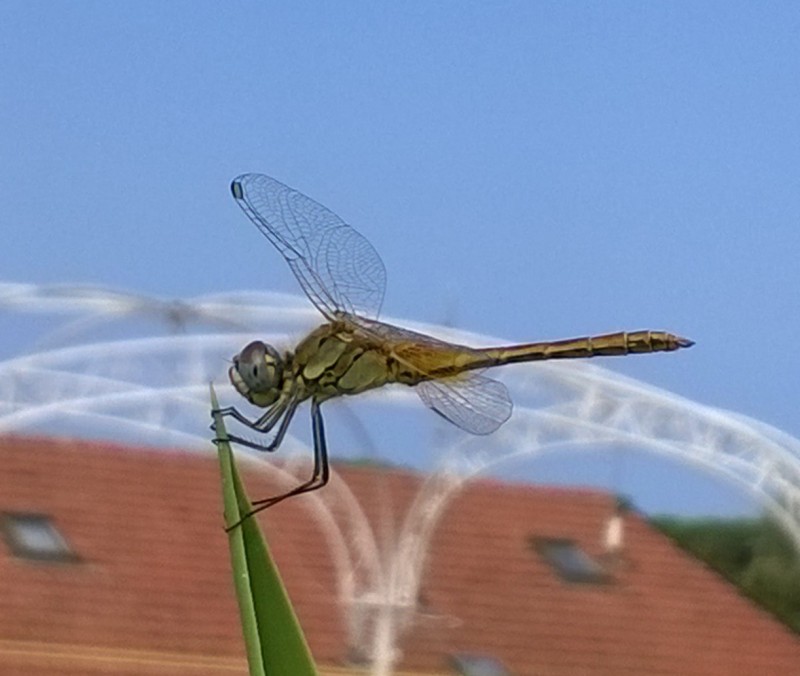 libellula in sosta