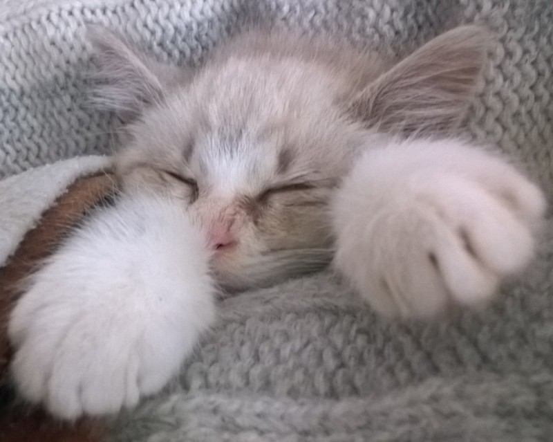 sogni felini