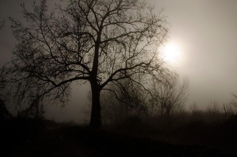 nebbia sul padule