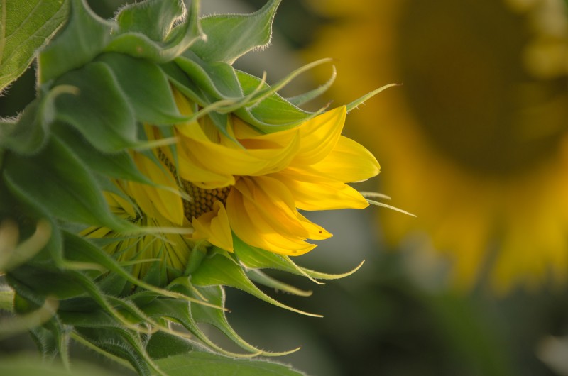 danza del girasole