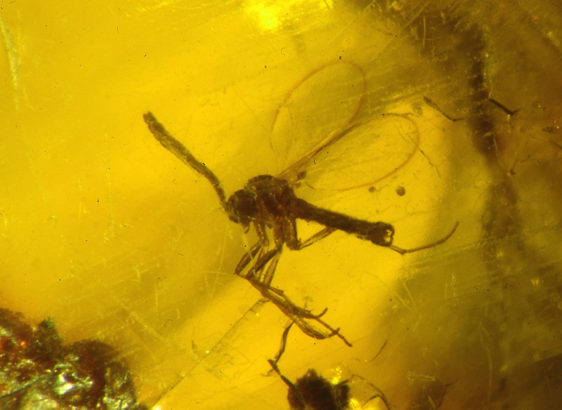vite cristallizzate  [insetto fossile in ambra - 2 mm - età 30 milioni di anni]