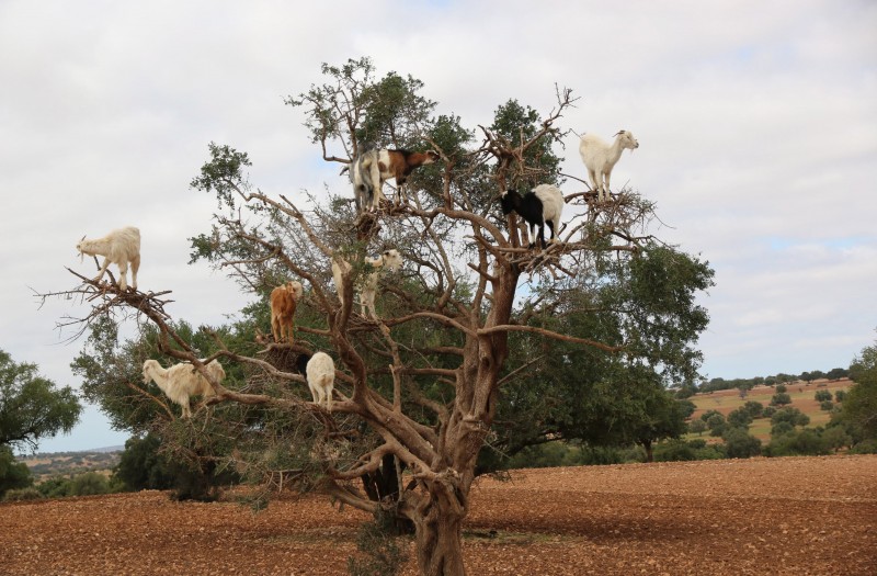 l'albero delle capre