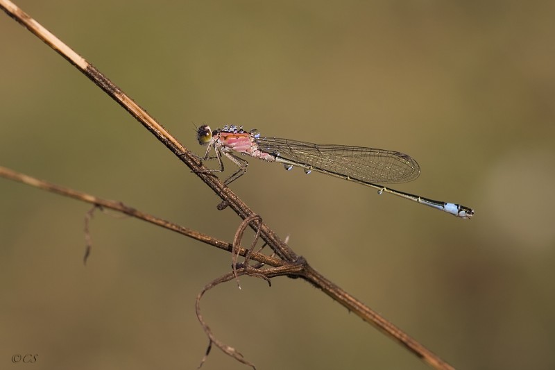 la damigella ingioiellata