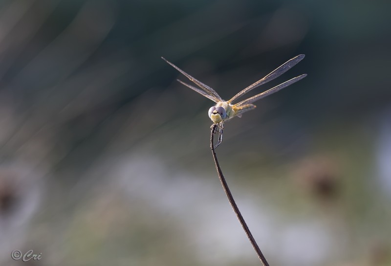 salto con l'asta