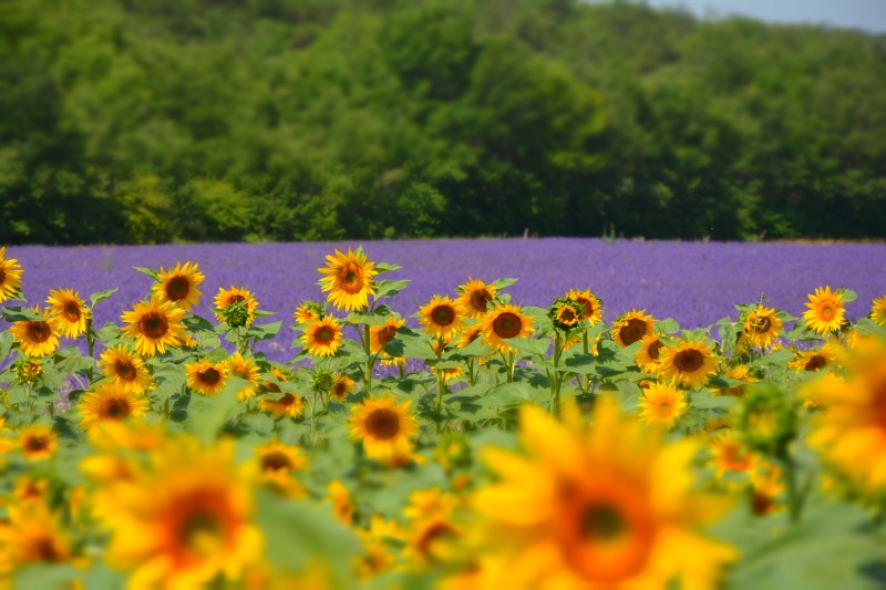 i girasoli e la lavanda