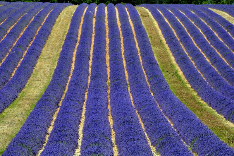 le onde della lavanda