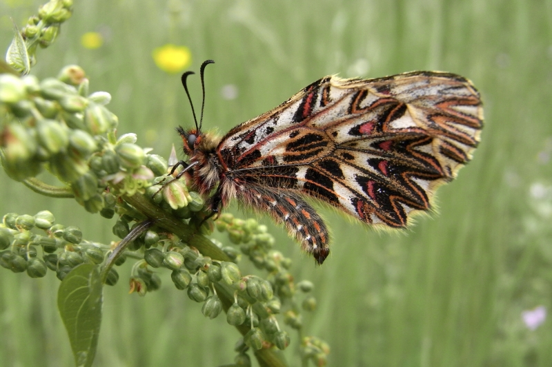 zerynthia polyzena