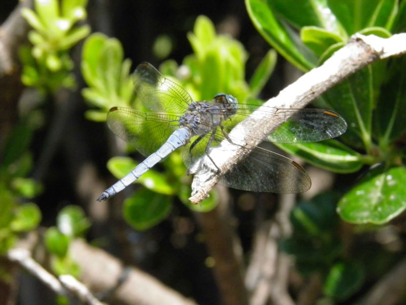 libellula