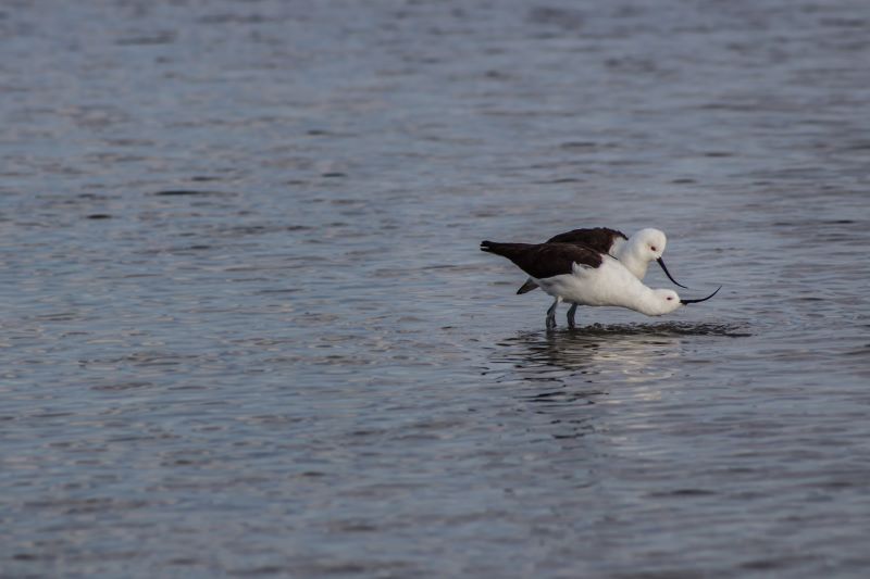 avocette delle ande