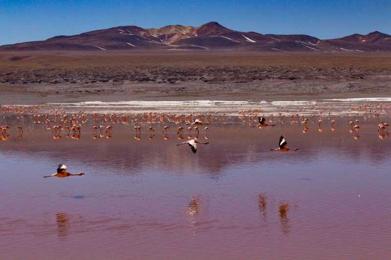 fenicotteri delle laguna colora in bolivia.