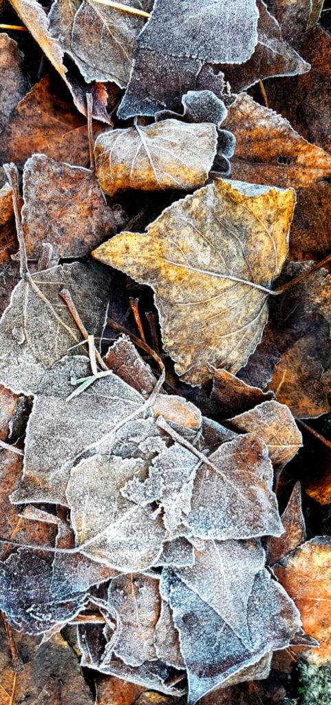 foglie autunnali ricoperte di brina