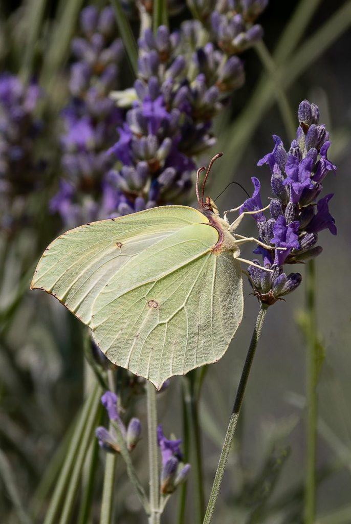 farfalla su lavanda