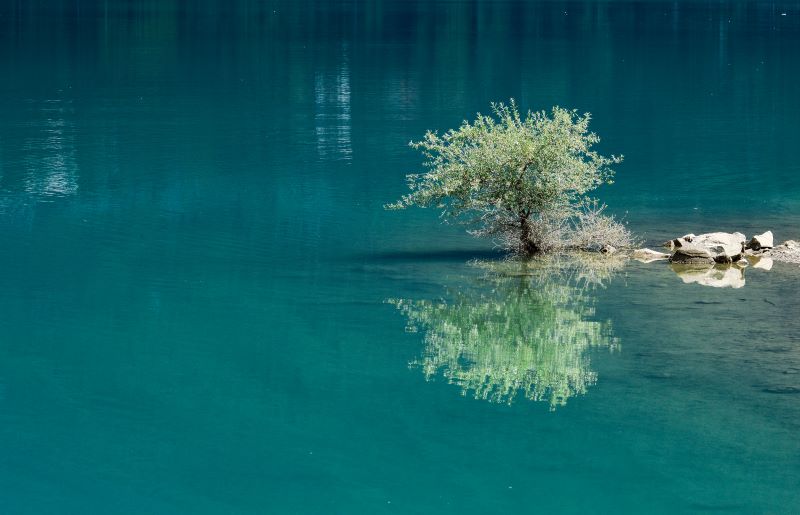 l’albero solitario