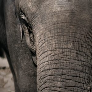 la pelle dell'elefante indiano