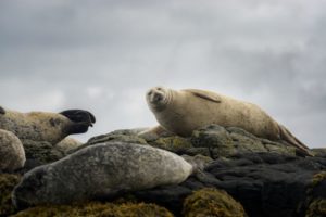 volto simpatico di una foca scozese