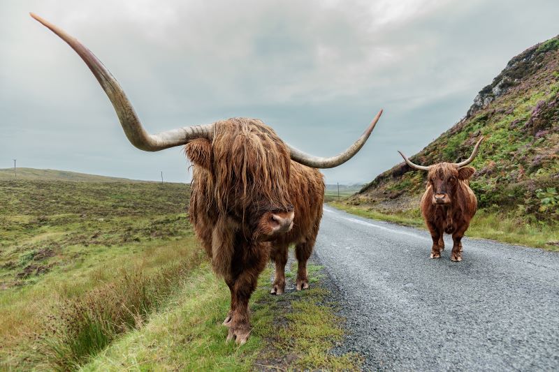 grandi corna di una highlands cow