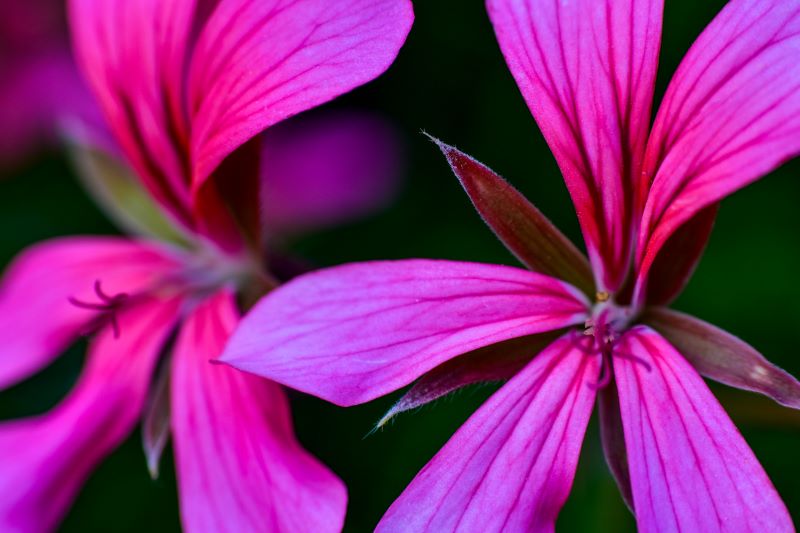 l'armonia della natura nella perfezione dei dettagli