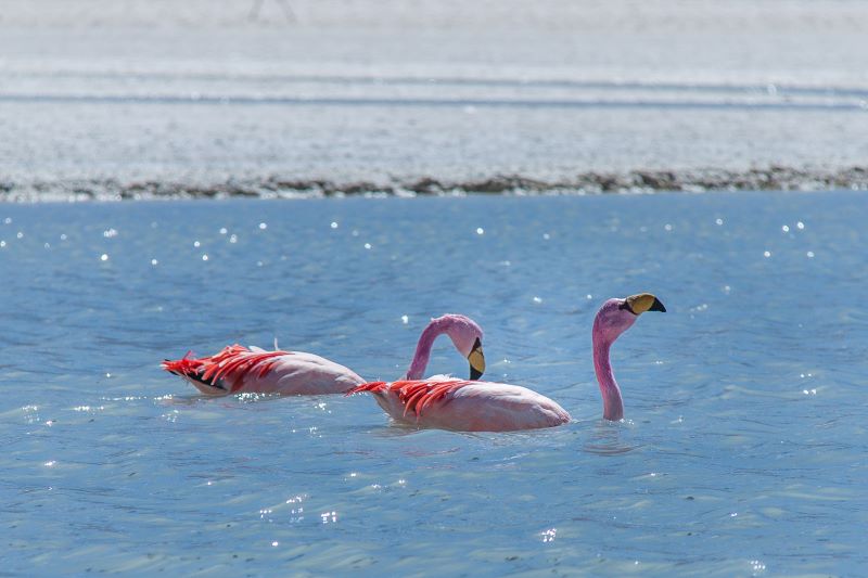 macchie rosa su azzurro limpido