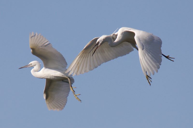 aironi nella danza preda e predatore