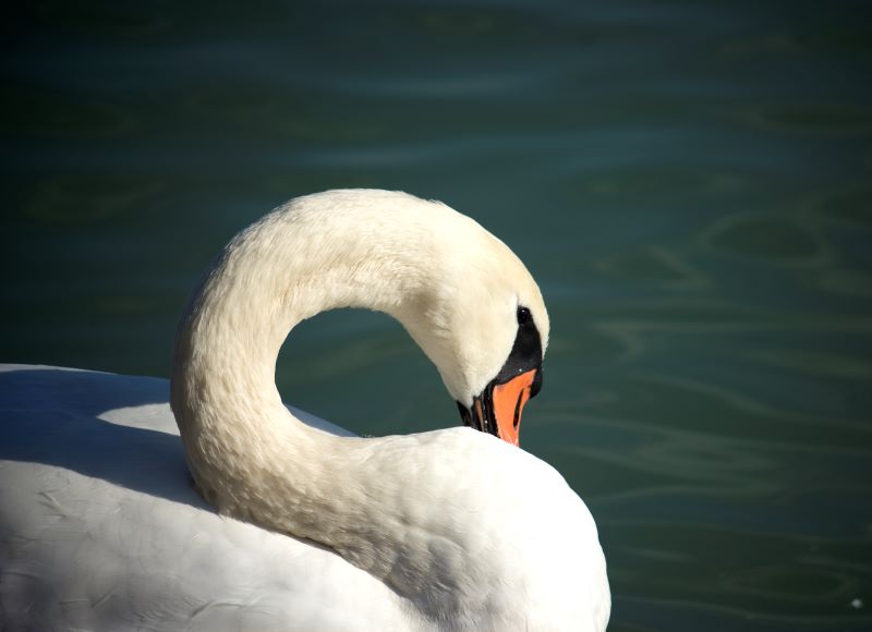 cigno sul lago balaton