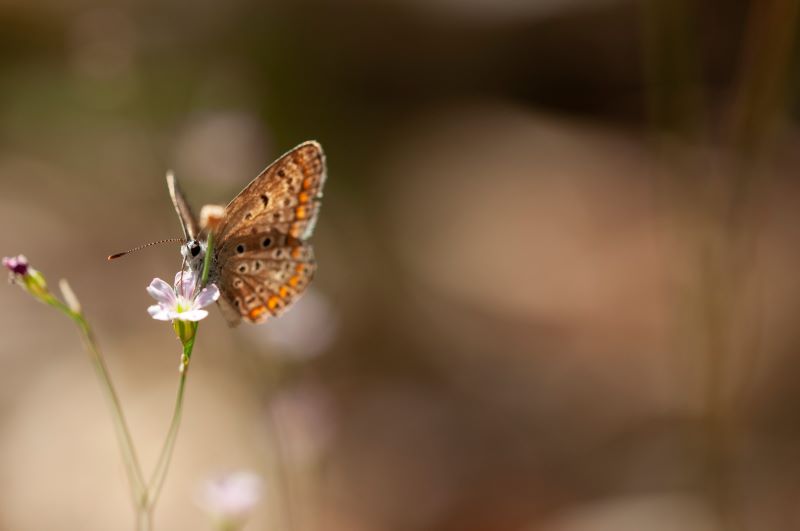 licenide su petrorhagia