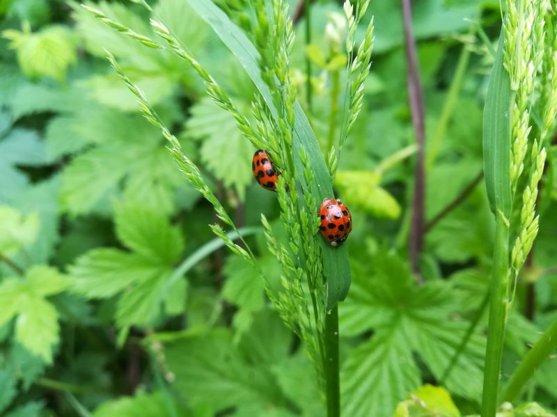 coccinelle a spasso su un filo di erba