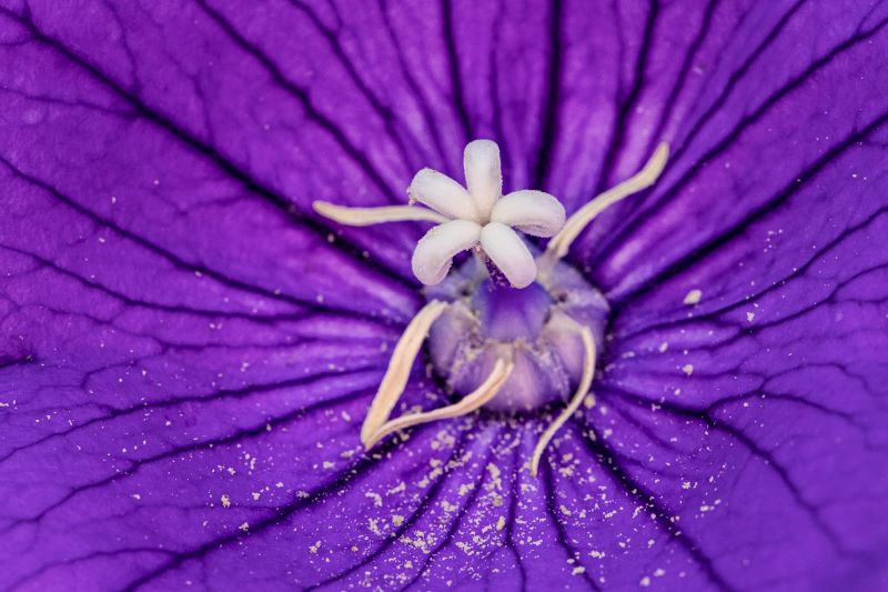 pistillo di campanula con polline