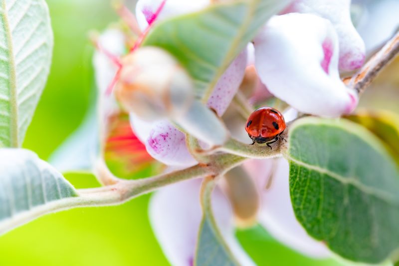 coccinella a passeggio lungo i rami