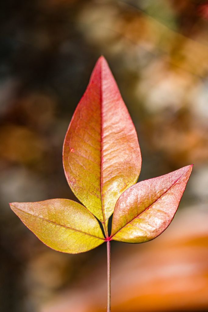 sfumature d'autunno