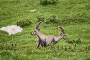 due stambecchi nei pressi di forcella antelao